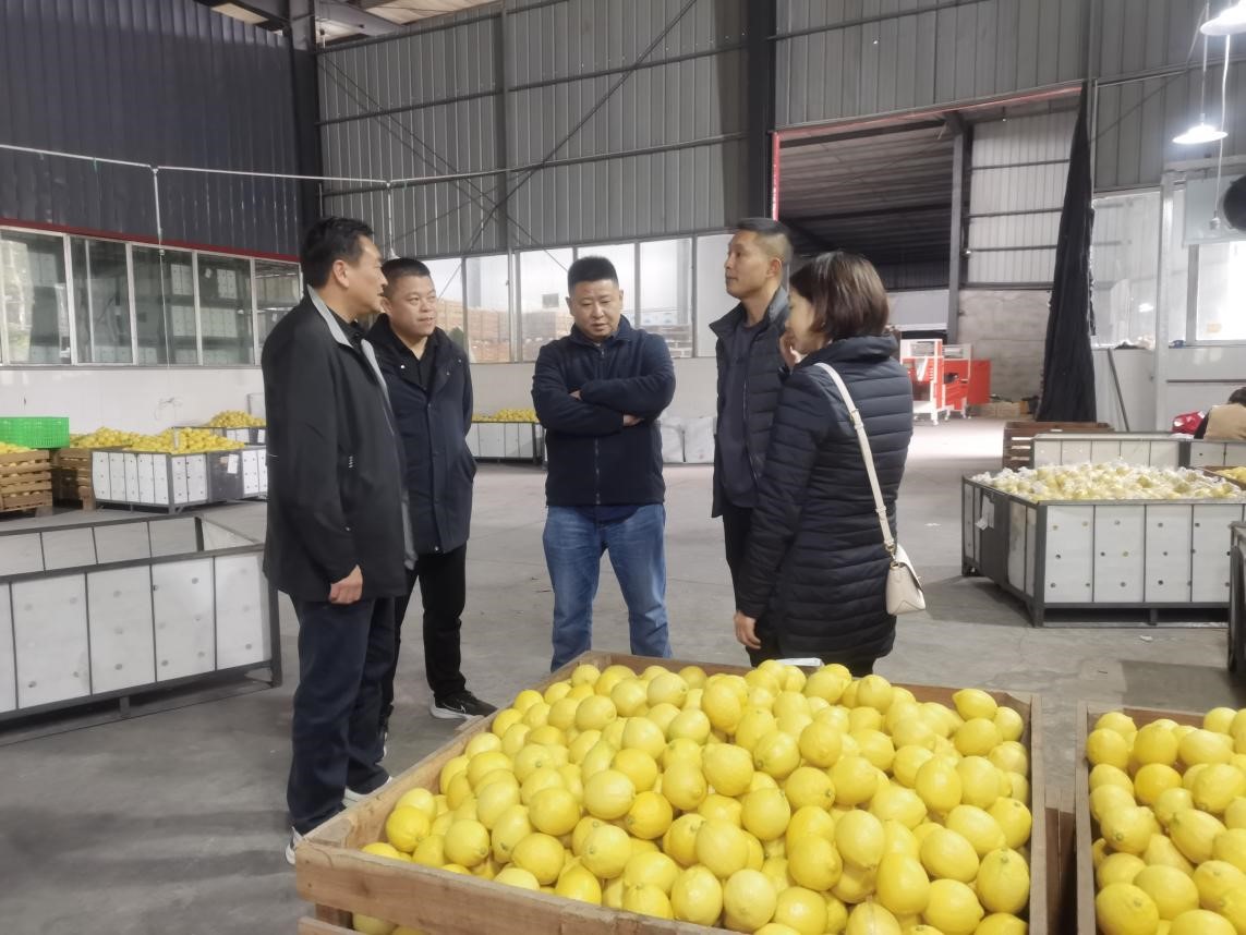 調(diào)研檸檬之都，探尋水果合作機遇